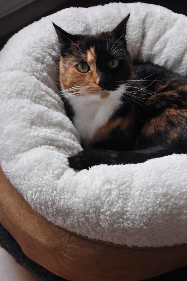 135821 AFP Lambswool Donut Bed TAN Beige