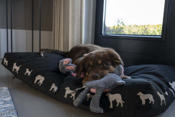 135853 Bunny Puppy Crunchy Chew