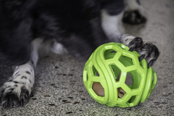 Dog Comets Titan Oranje M 11,5 cm