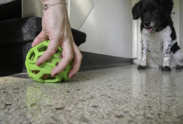 Dog Comets Titan Oranje M 11,5 cm