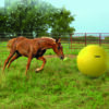 Maximus Power Play Ball 100cm