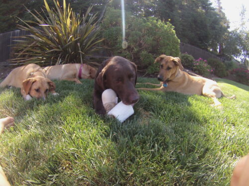 DCIM100GOPRO Loofah Buddy assorti