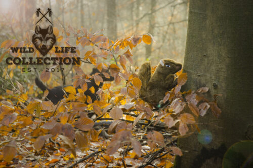 136300 Wild Life Dog Squirrel (Eekhoorn)