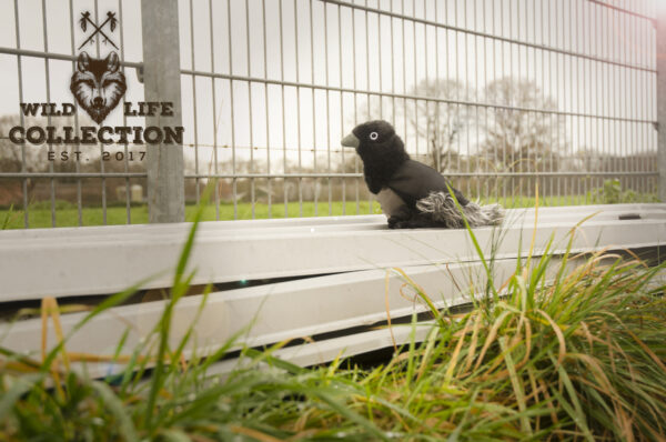 136306 Wild Life Dog Raven (Raaf)