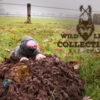 136307 Wild Life Dog Mole (Mol)