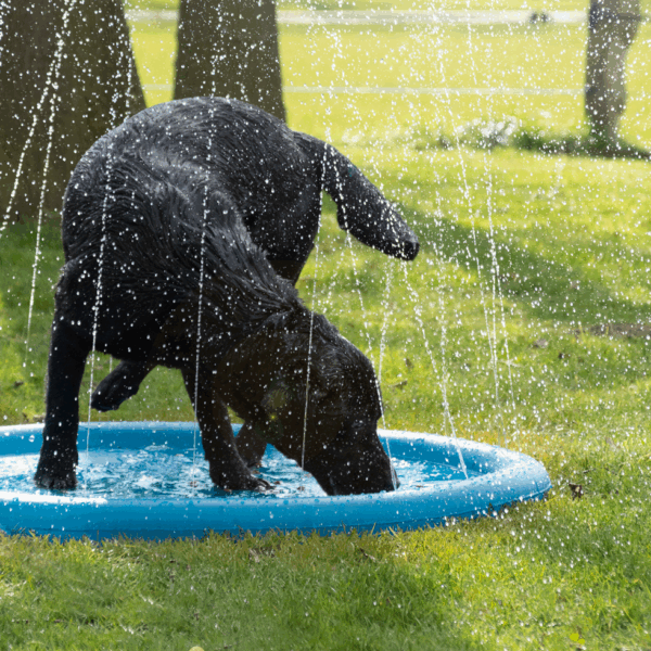 259039 CoolPets Splash Pool Sproeier
