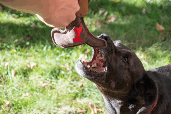 261177 Doggy Doodles Puppy bruin