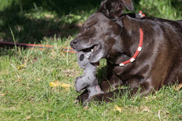 261201 Doggy Doodles Donkey donkergrijs