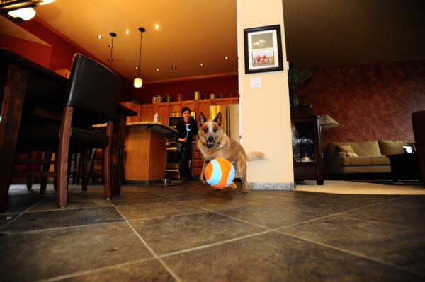 262352 Chuckit Indoor Ball 12 cm