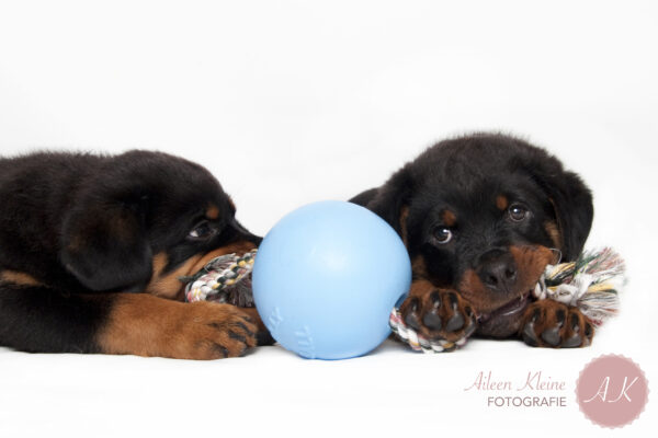 263759 Jolly Ball Romp-n-Roll 15cm Baby Blauw (Bosbessengeur)