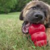 Leonberger puppy chewing on a red kong KONG Classic M 8,8 cm