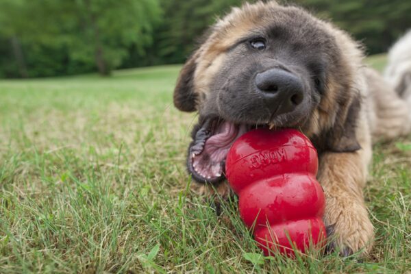 Leonberger puppy chewing on a red kong KONG Classic M 8,8 cm