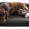 Lounge Dog Bed S