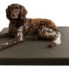 264931 HD Dog Bed M
