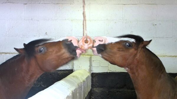 Excellent Horse Salt Lick Himalaya 2-3 kg (Met touw)