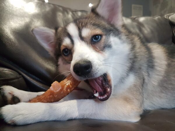 265780 Pet Qwerks Nylon Chicken Antler S 11 cm