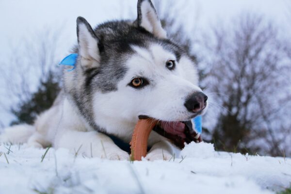 265793 Pet Qwerks Nylon Chicken Antler S 11 cm