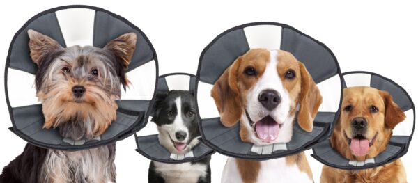 268139 Zenpet Procone L