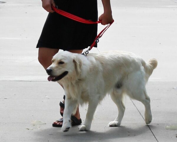 KONG Adjustable leash M Black