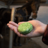 275569 Excellent Horse Hi Gloss Shampoo Bar Appel 60 g