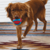 KONG Jaxx Brights Ball Assorted Medium