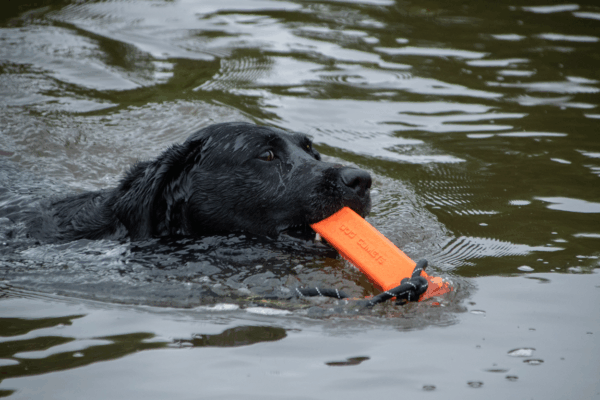 Dog Comets Orion (Dummy) Oranje