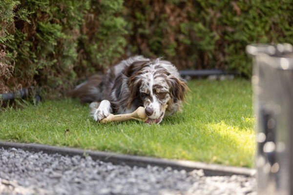 281215 Koko Coffee Bones 24 cm