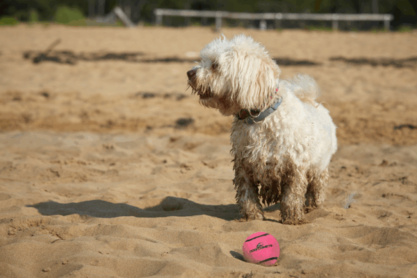 Dog comets Neutron Star Tennisbal met pieper M Roze 1st