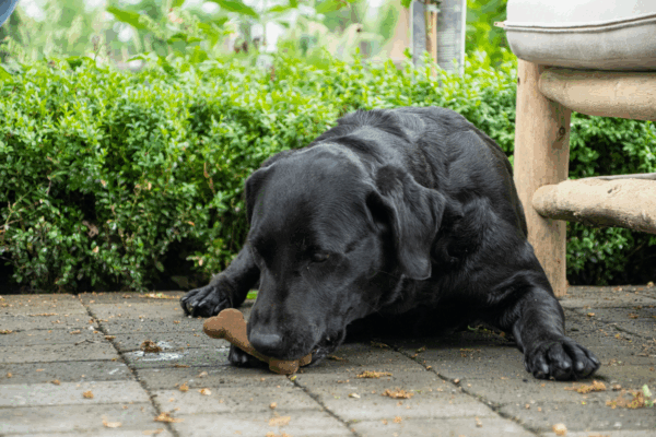 Bugbone Medium ca. 335 st