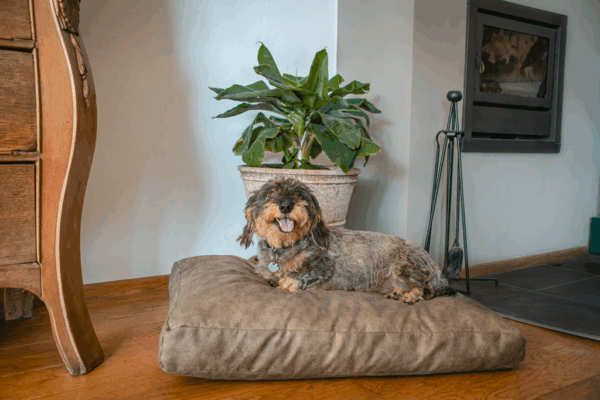 282449 Let's Sleep Plush Pillow Hondenkussen M Antraciet