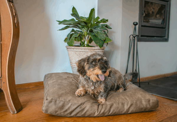 282450 Let's Sleep Plush Pillow Hondenkussen M Antraciet