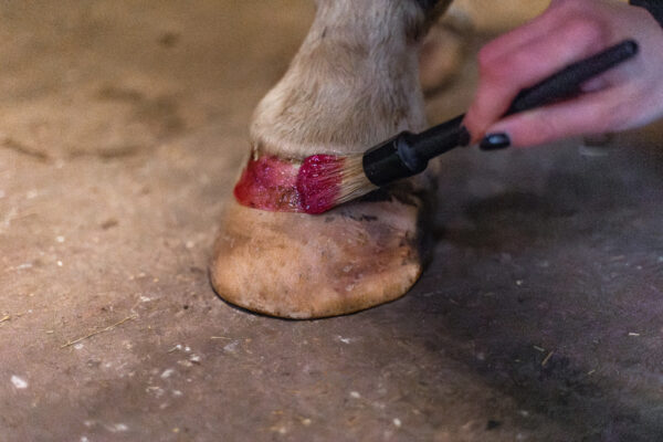 282852 Excellent Horse Hi Gloss Glitter Hoof Polish Pink 150 ml