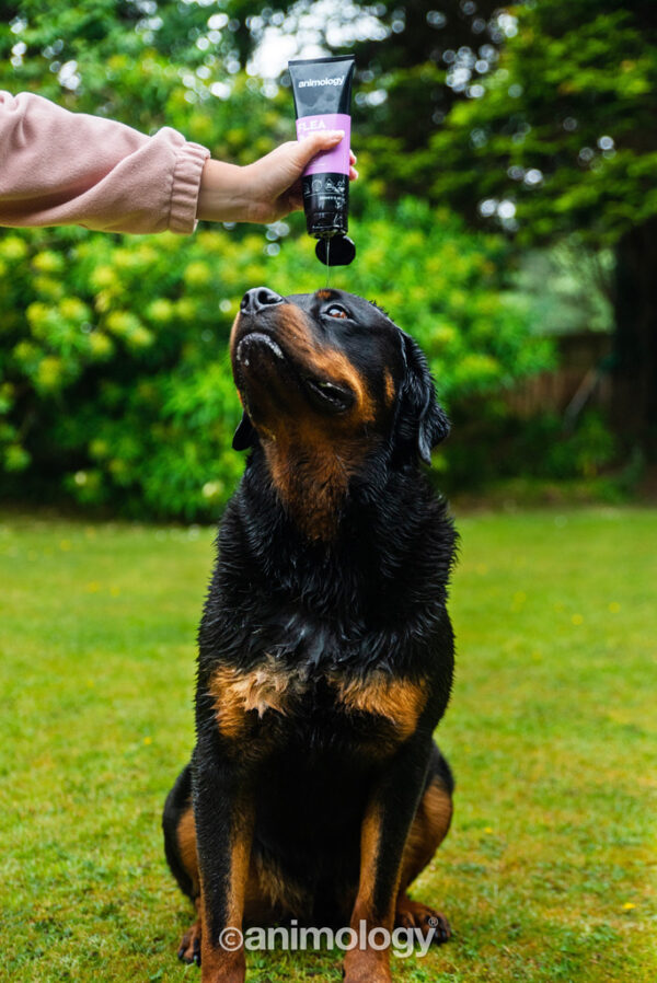 Animology Flea & Tick Shampoo