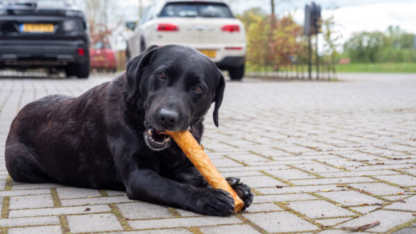 284592 Luna’s Choice Collagen Stick Chicken Small