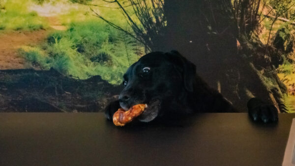 284600 Luna’s Choice Collagen Donut Salmon