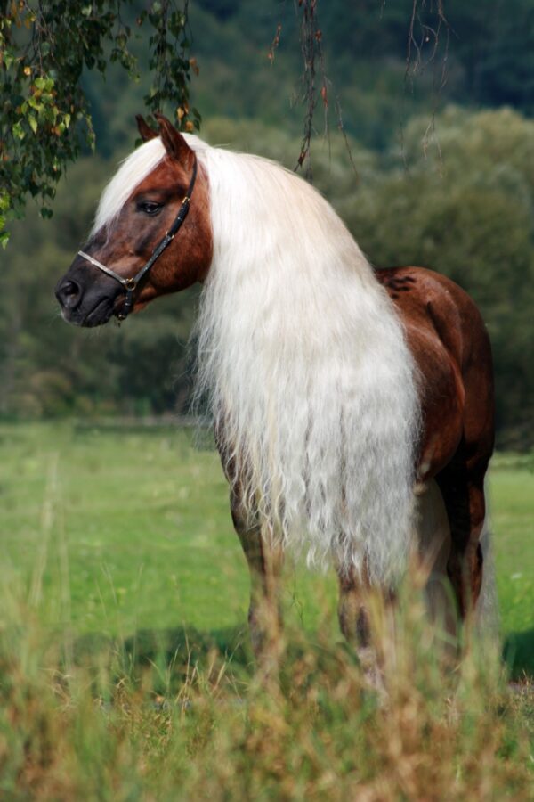 285968 Excellent Horse Hi Gloss Spray 500 ml