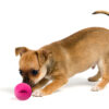 Puppy,With,Ball,,Isolated,On,White,Background Dog Comets Ball Stardust Oranje S