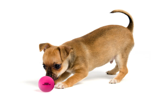 Puppy,With,Ball,,Isolated,On,White,Background Dog Comets Ball Stardust Oranje S