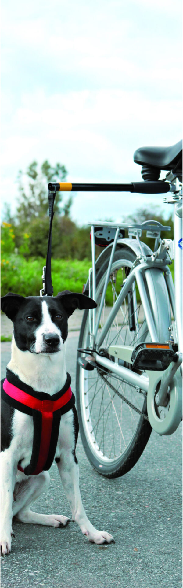 打印 Pawise Hands Free Doggy Bike Exerciser Leash