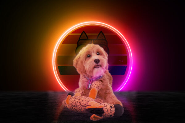 286346 Retrodog Donkey Orange M