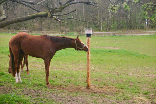 286410 Liksteenhouder voor op Paal KS voor 10 kg