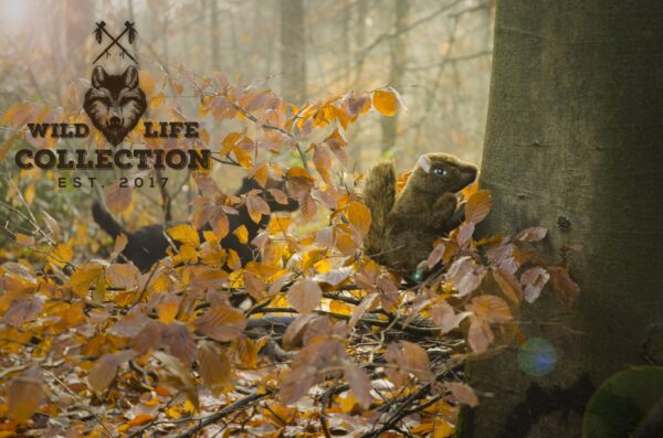 286412 Wild Life Dog Squirrel (Eekhoorn)