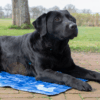 286468 CoolPets Premium Cooling Mat XL (120x75cm)