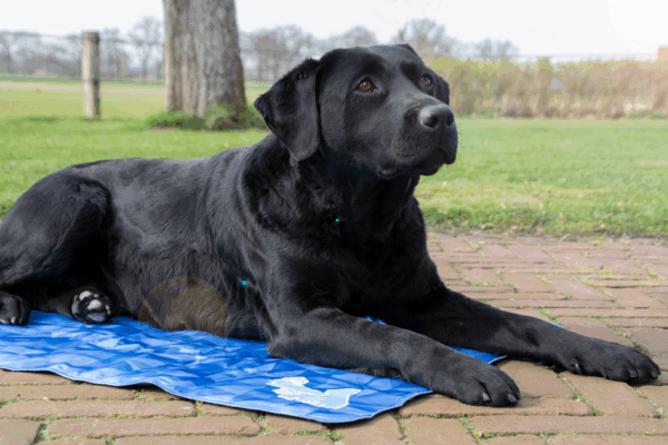 286468 CoolPets Premium Cooling Mat XL (120x75cm)