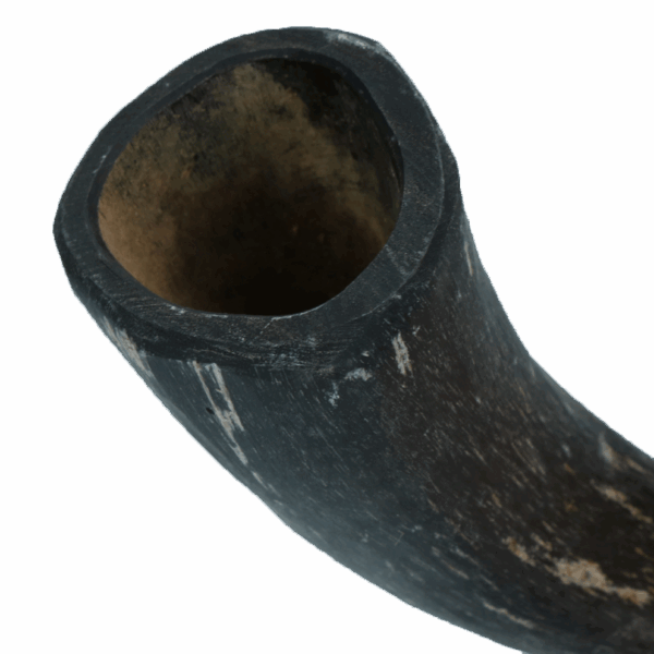287001 Viking whole Horn S