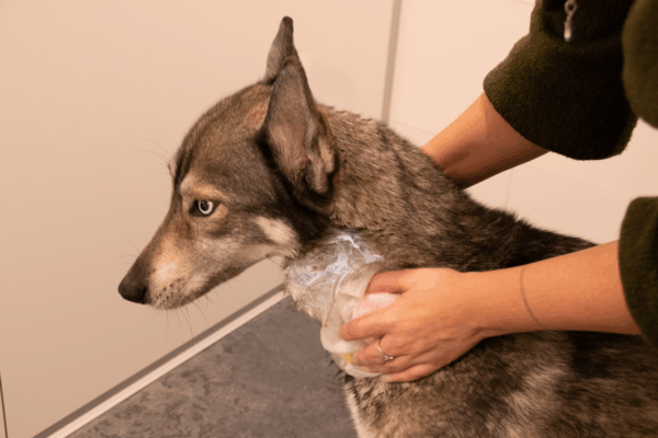 Groomers Secret Shampoo bar Rose