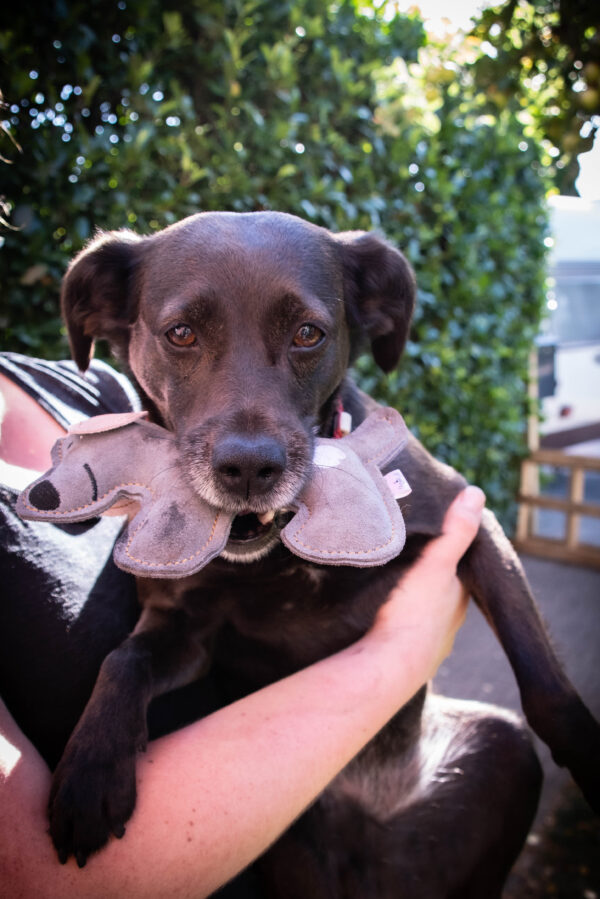 287577 Doggy Doodles Puppy bruin