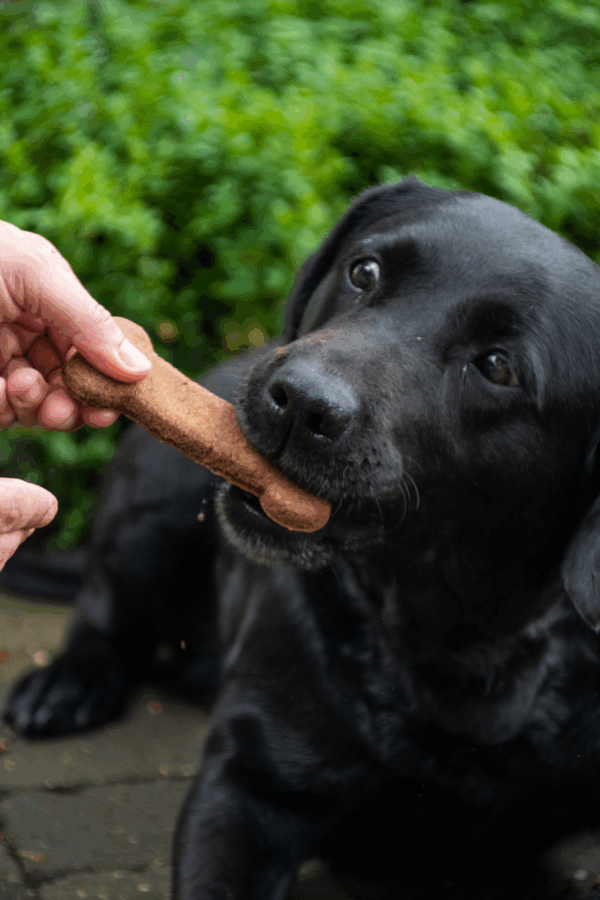 287655 Bugbone Large