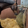287897 Hay Slowfeeder net 10 kg (5 mm dik, maaswijdte 60/45 mm)