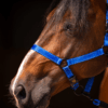 287967 Excellent Horse Premium Halster XS Mini Foal Blauw